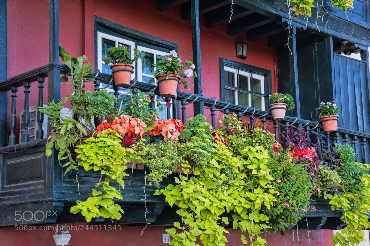 Sony a7 II sample photo. Sweet home photography