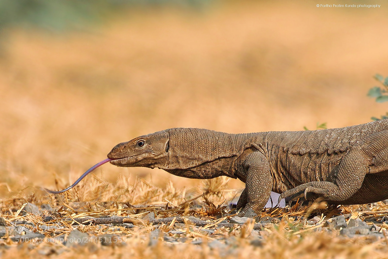 Canon EOS 7D Mark II sample photo. Monitor lizard photography