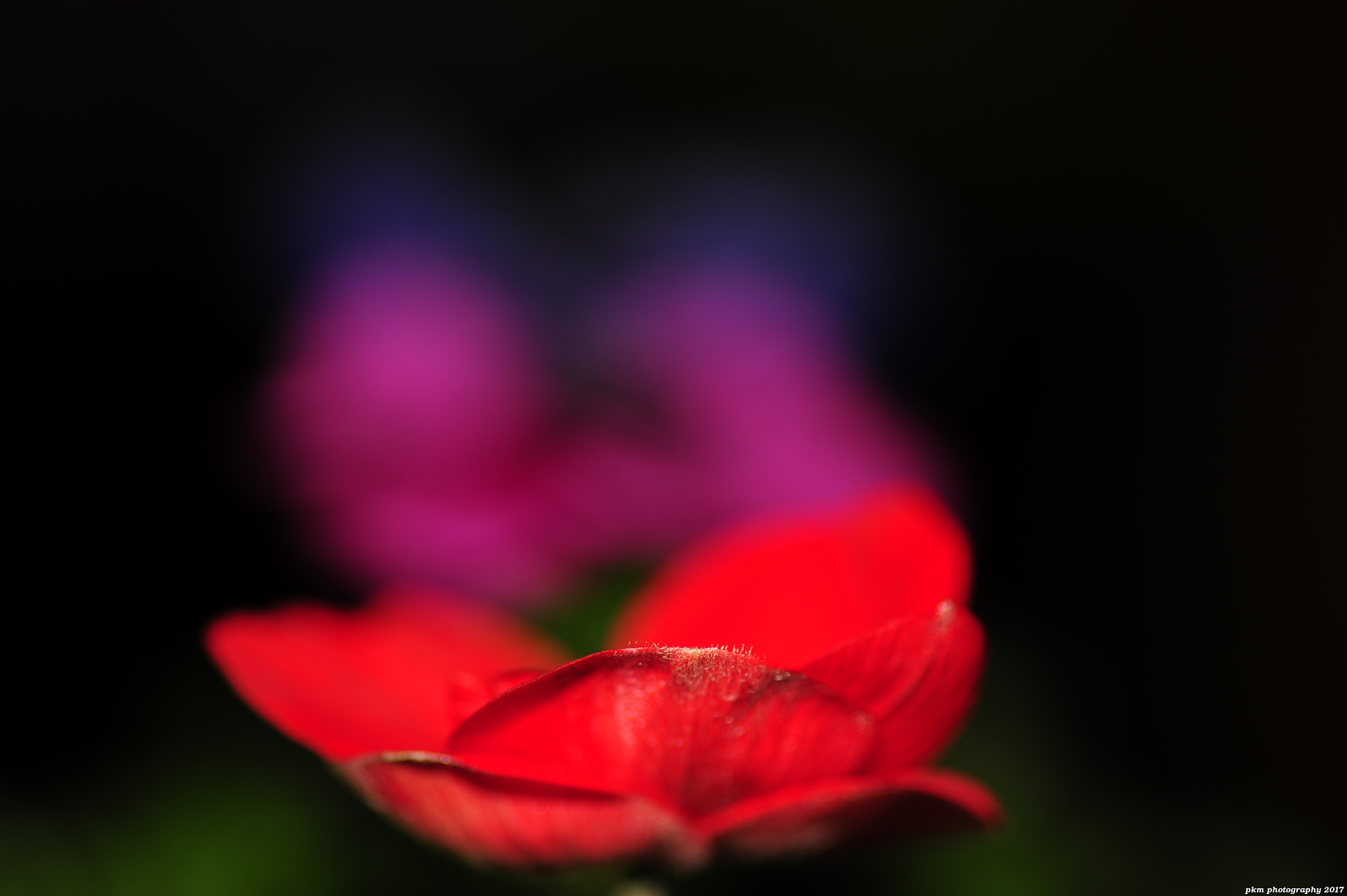 Nikon D700 sample photo. Anemones in harmony photography