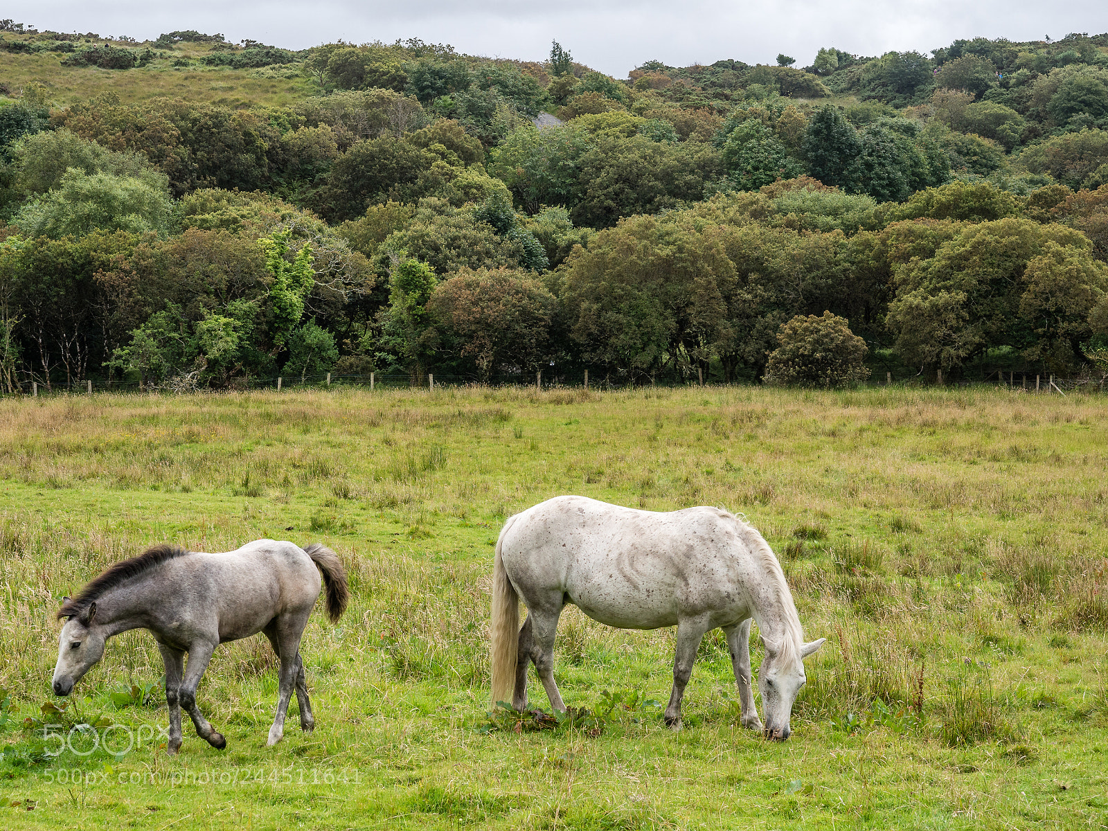 Olympus OM-D E-M10 II sample photo. Connemara, ireland photography