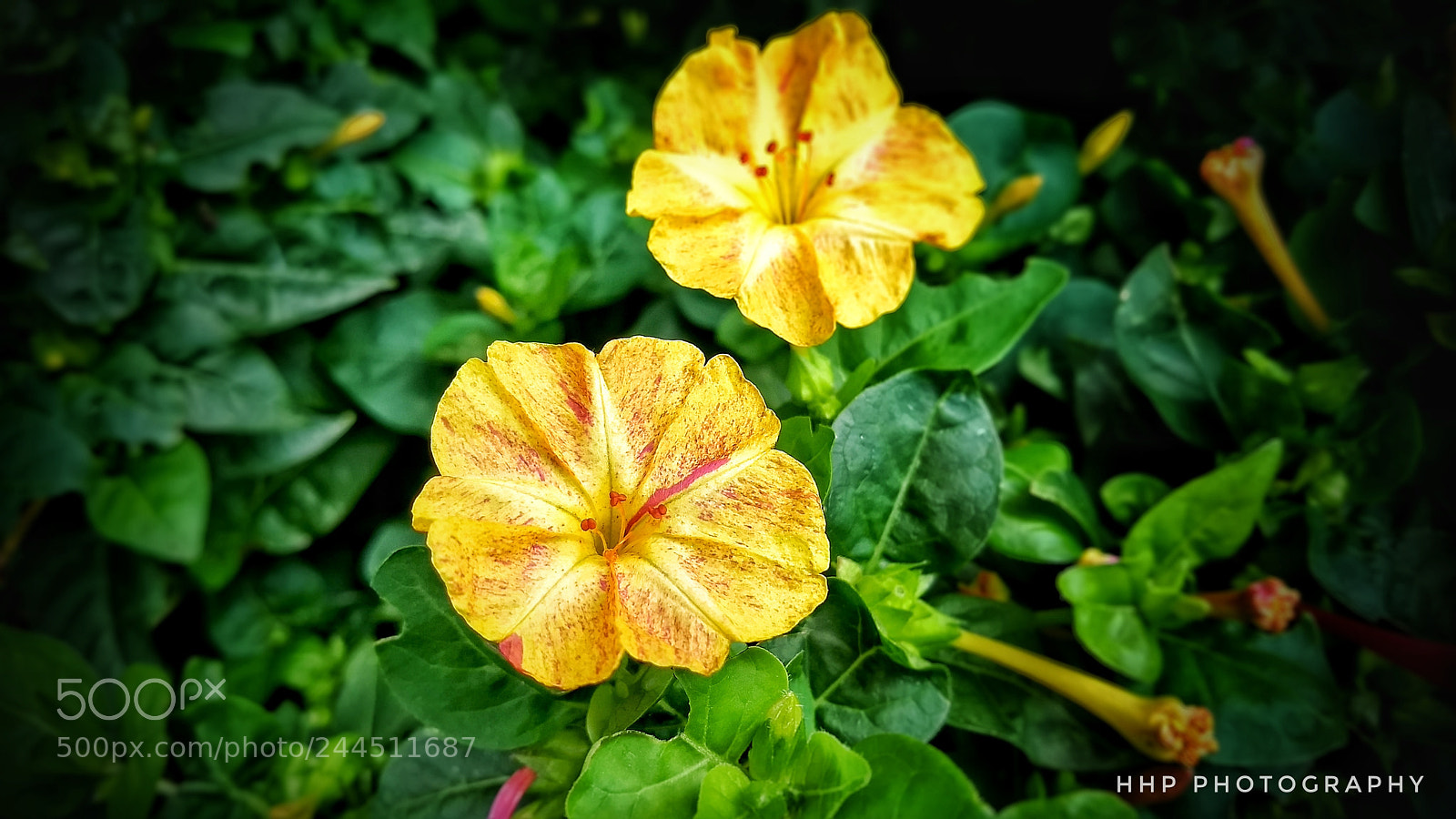 Motorola Moto G (5) Plus sample photo. Yellos flowers photography