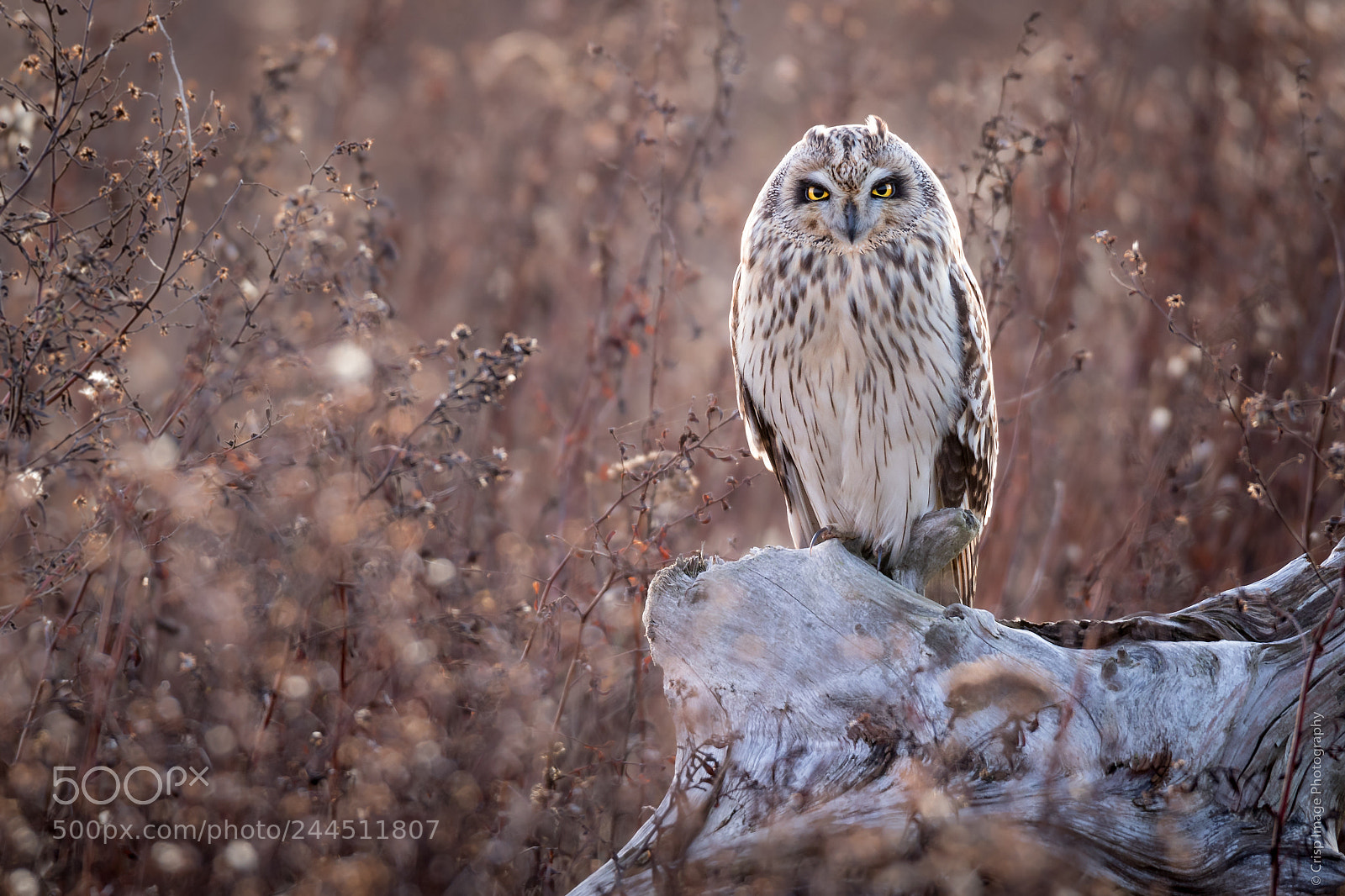 Canon EOS 7D Mark II sample photo. Asio flammeus photography