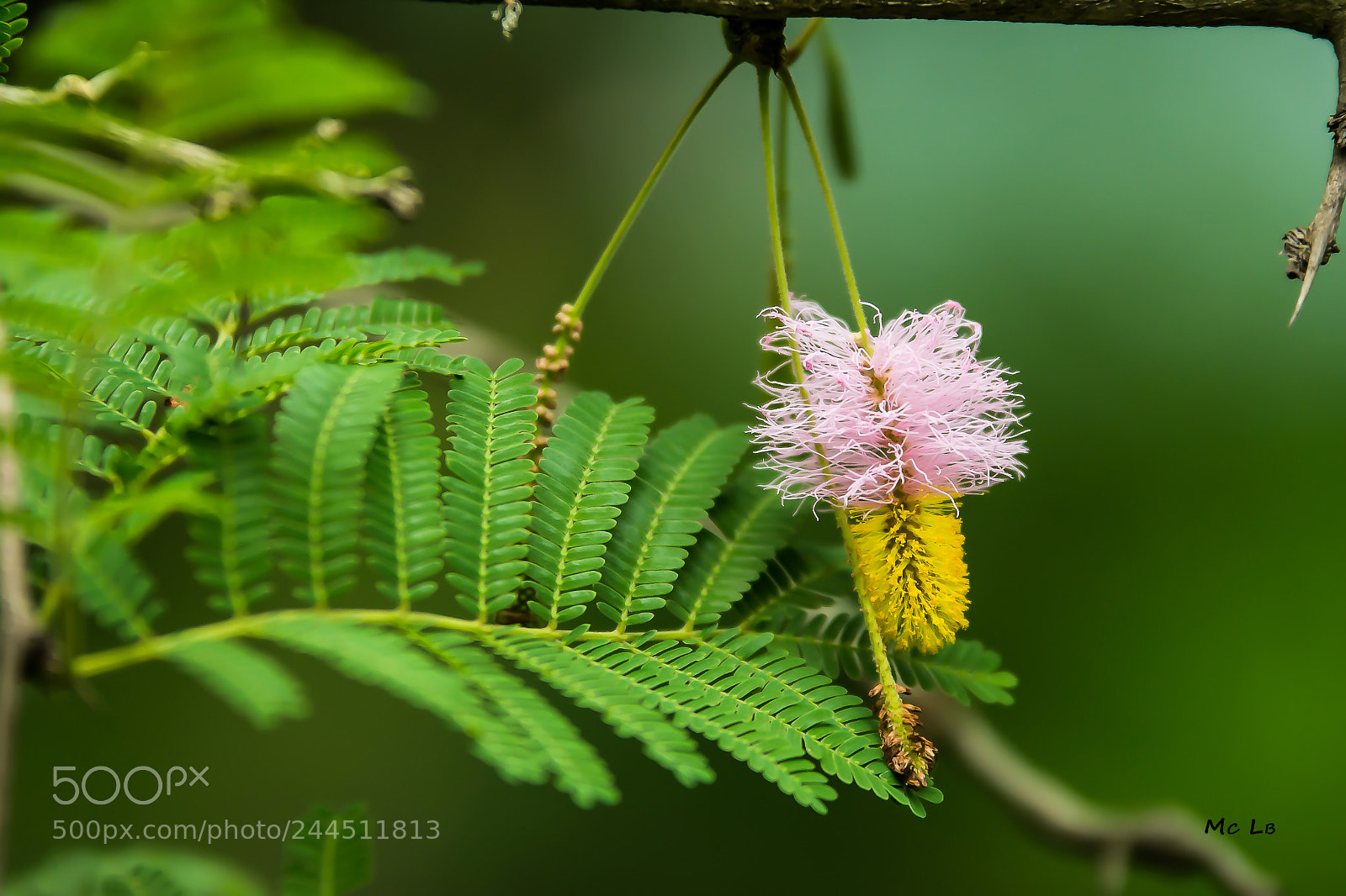 Nikon D7100 sample photo. Fleurs d'accacia - afrique photography