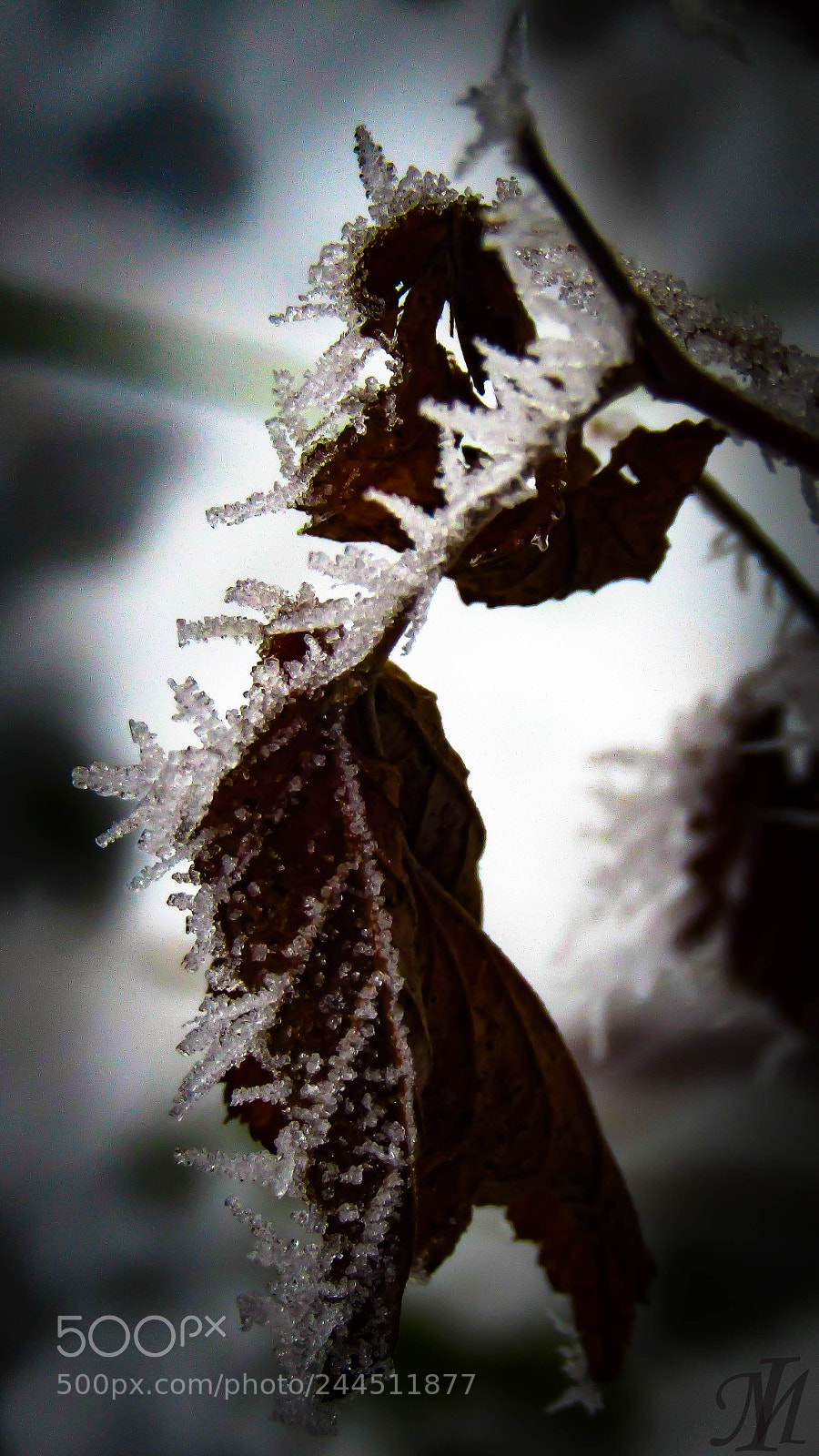 Canon PowerShot SX410 IS sample photo. Tél photography