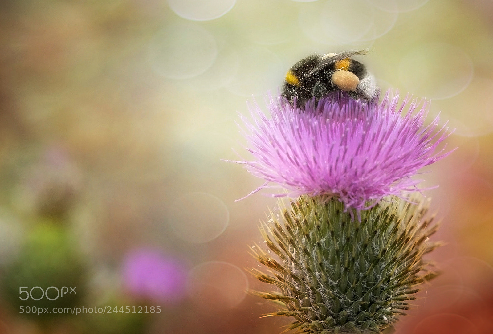 Canon EOS 50D sample photo. Midsummer photography