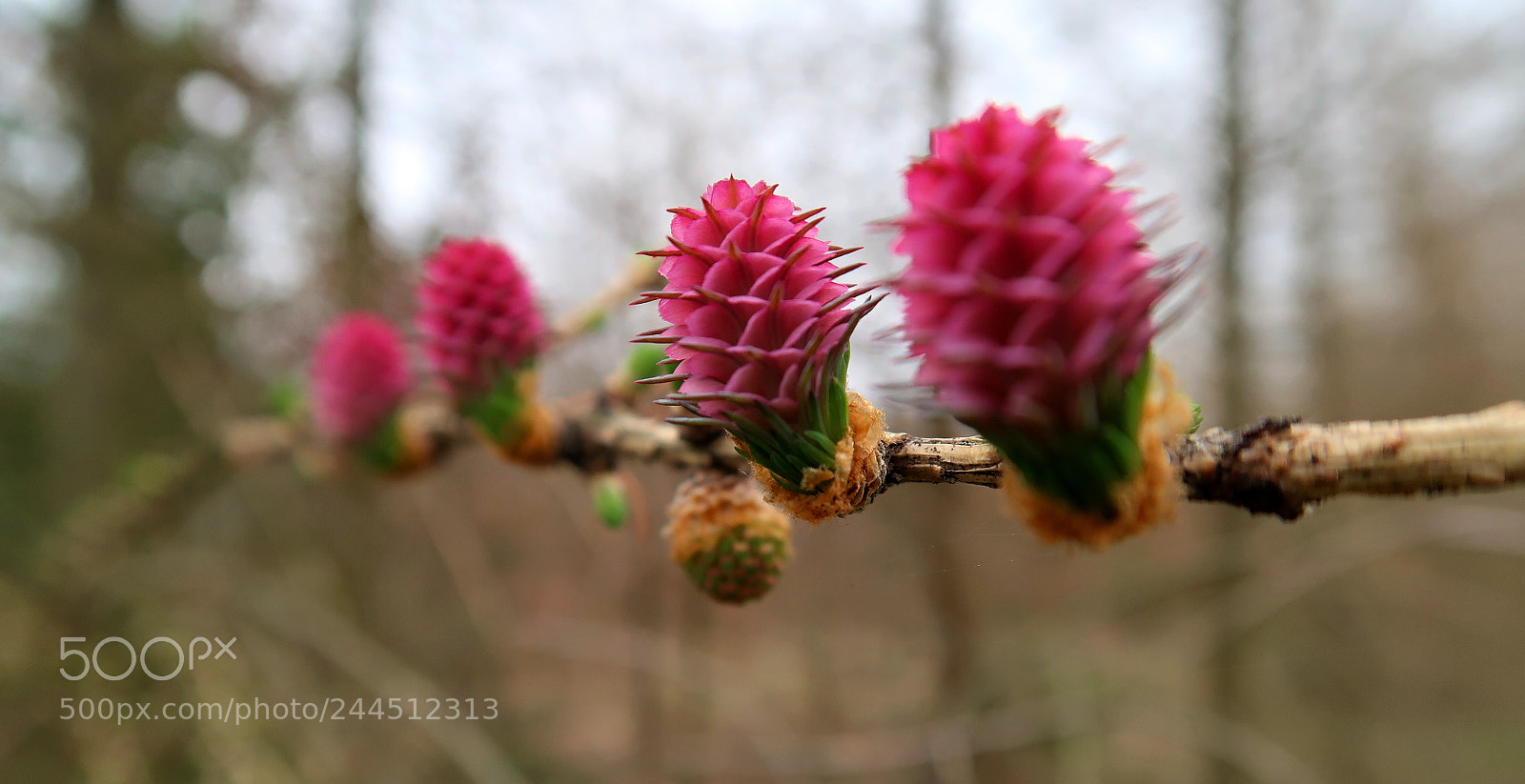 Canon PowerShot G7 X Mark II sample photo. Blossoms photography