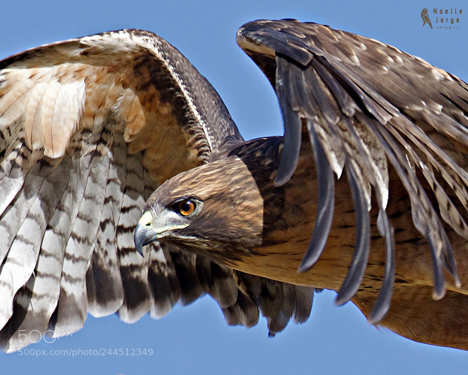 Nikon D500 sample photo. Intensity in its eye photography