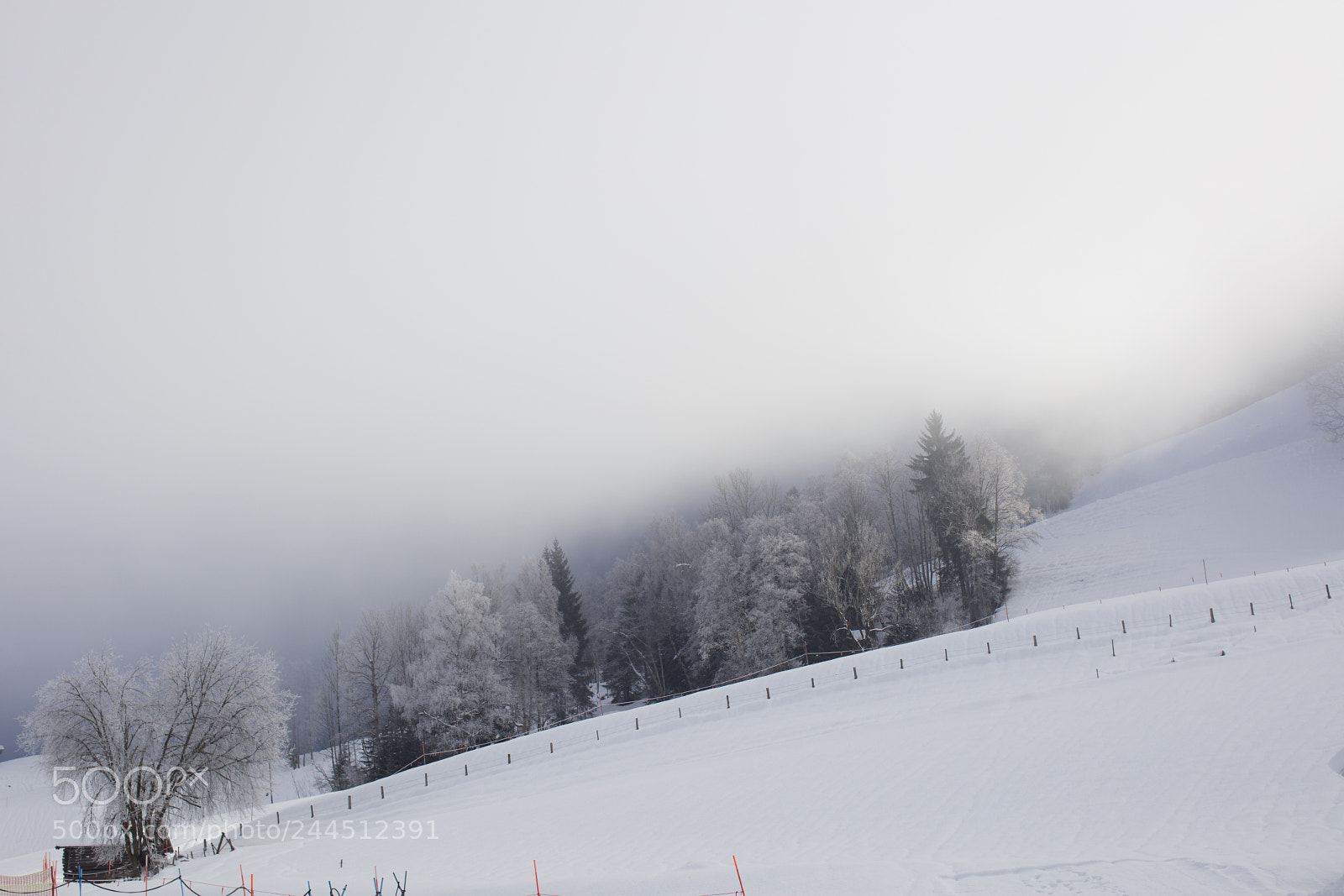 Canon EOS 5DS sample photo. Trees, snow and a photography