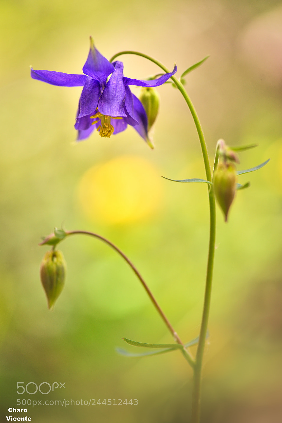 Nikon D610 sample photo. Aguileña silvestre photography