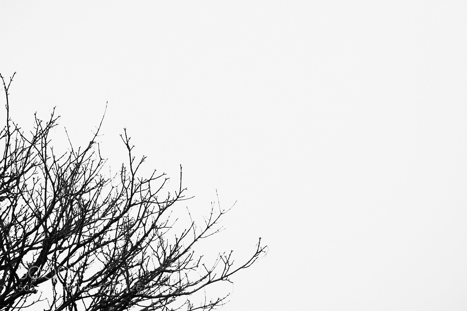 Sony a7R II sample photo. Day thirty one photography