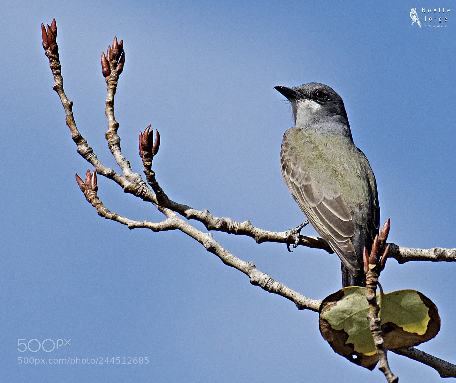 Nikon D500 sample photo. Cassin s kingbird in photography