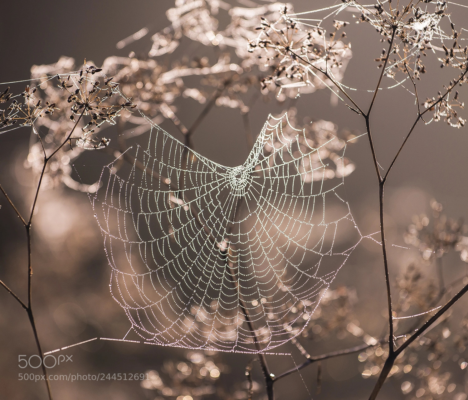 Nikon D610 sample photo. Dawn pearls photography