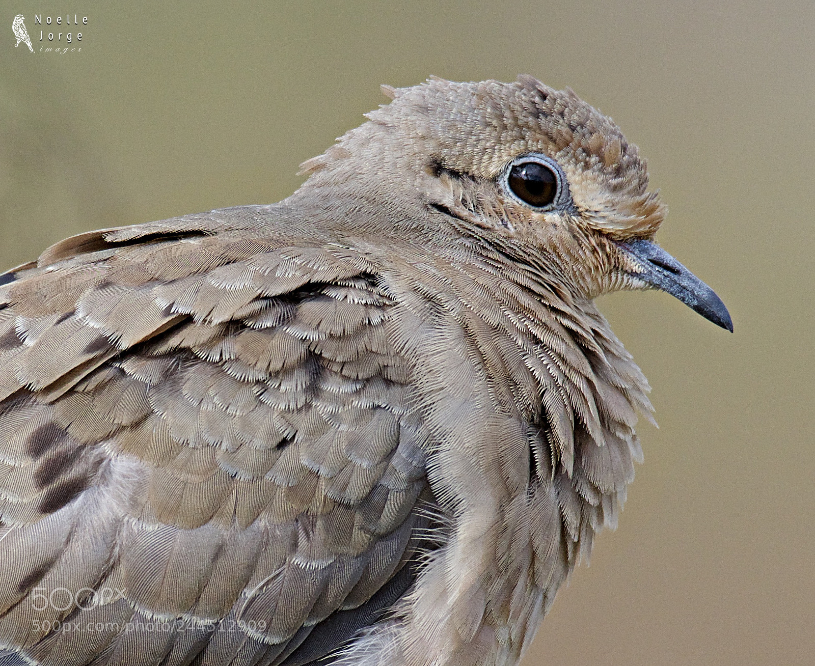 Nikon D500 sample photo. Detailed view of a photography
