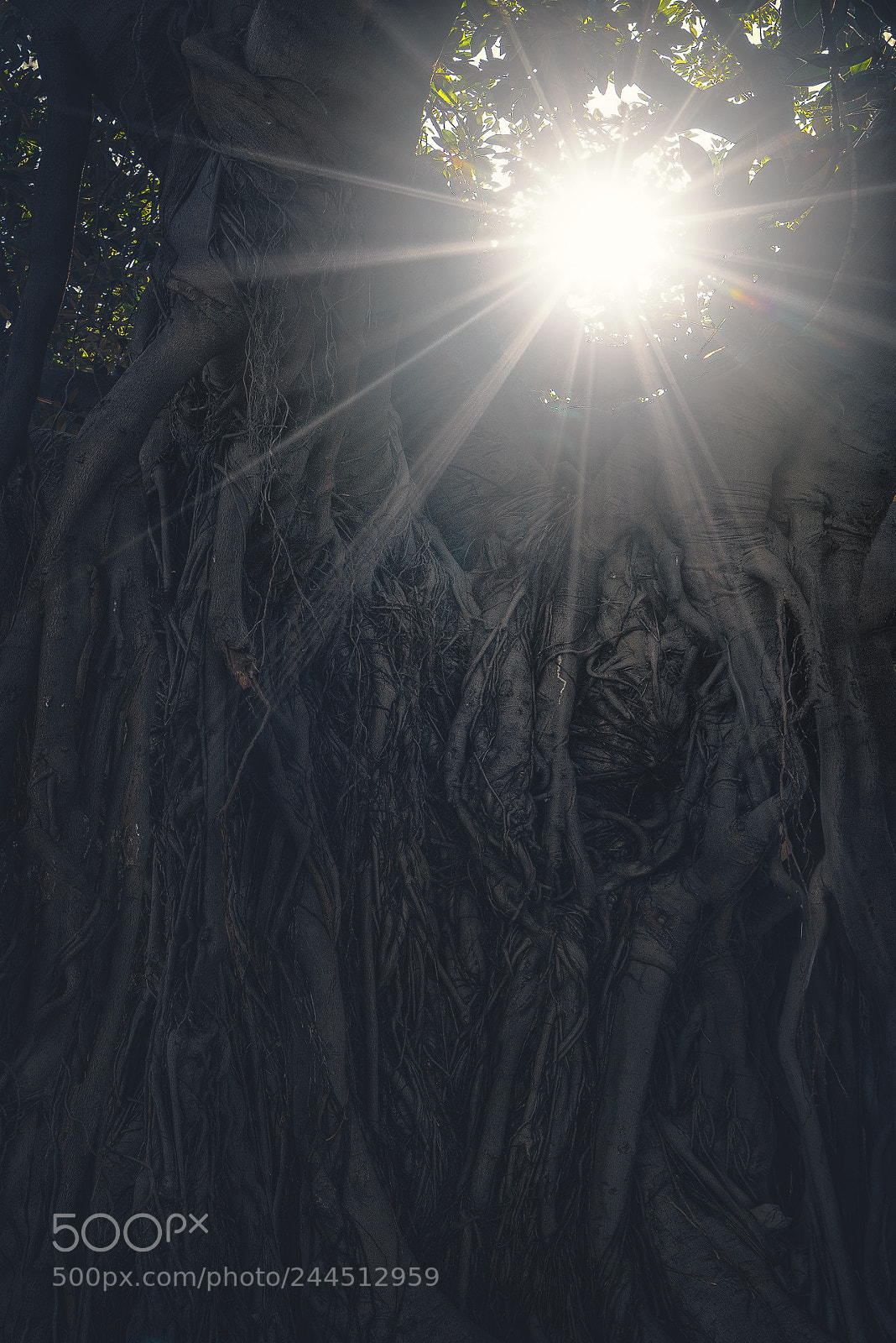 Sony a7R II sample photo. Ficus macrophylla palermo photography