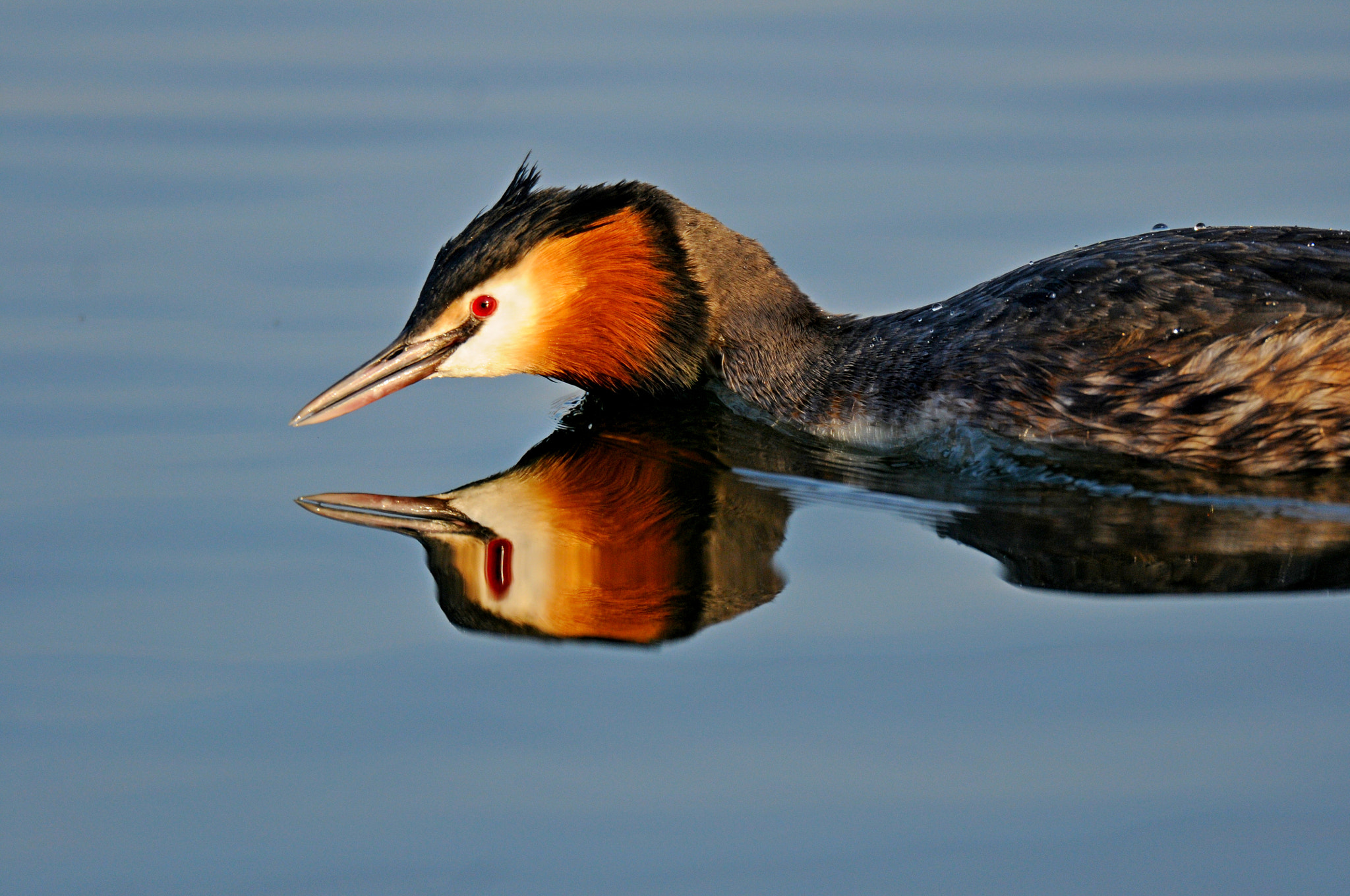 Nikon D300S sample photo. Great crested grebe photography