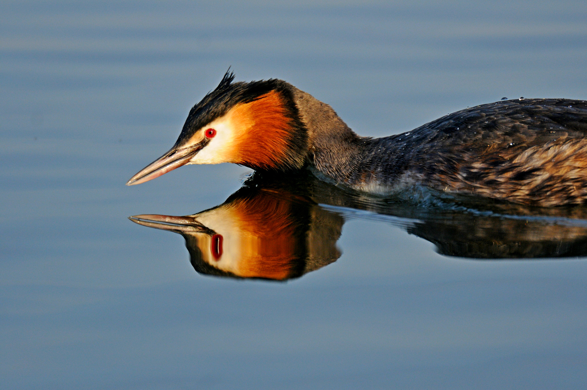 Nikon D300S + AF-S Nikkor 600mm f/4D IF-ED sample photo. Great crested grebe photography