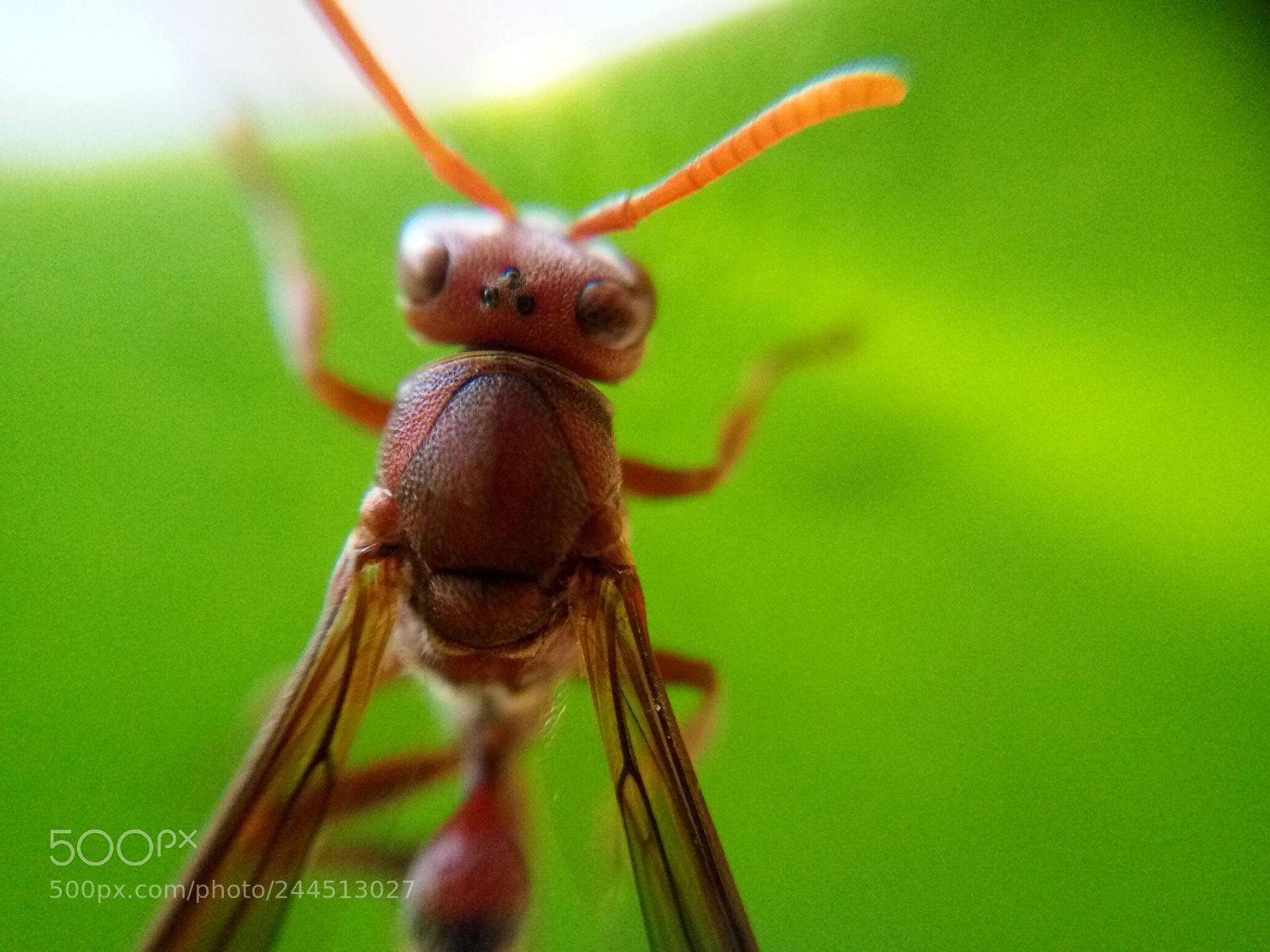 Lenovo VIBE X3 LITE sample photo. Untitled photography