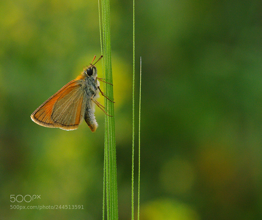 Pentax K20D sample photo. Buterfly photography