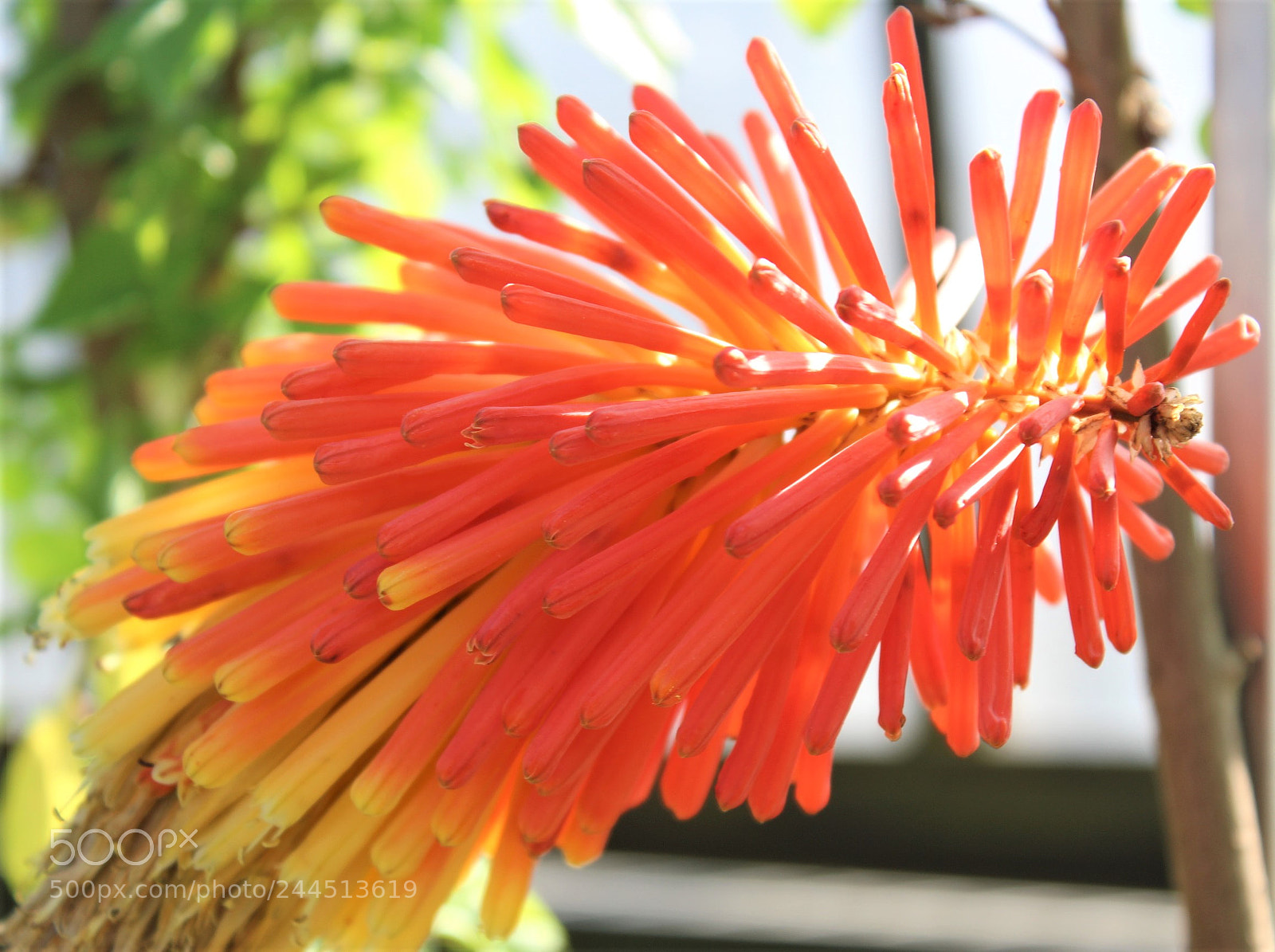 Canon EOS 600D (Rebel EOS T3i / EOS Kiss X5) sample photo. Kniphofia galpinii photography