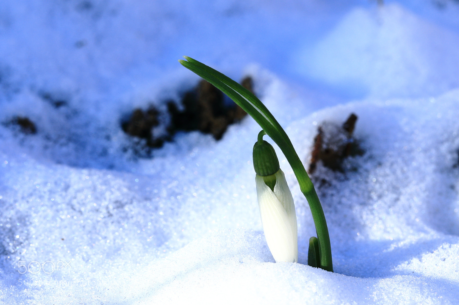 Canon EF-S 60mm F2.8 Macro USM sample photo. Snowdrops on sunny january photography