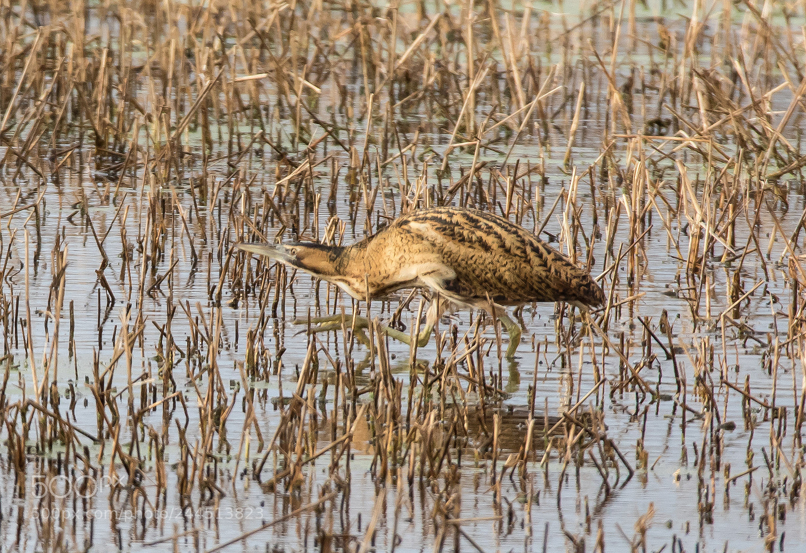 Canon EOS 7D Mark II sample photo. Bittern photography