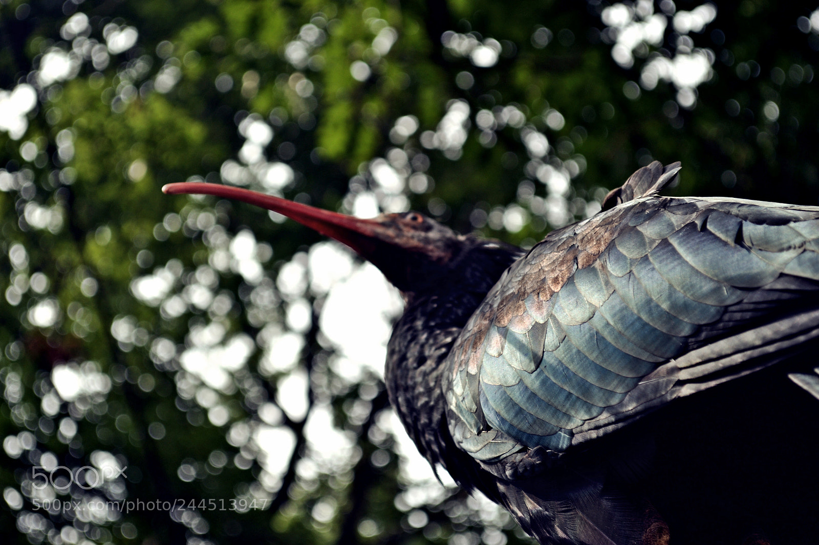 Nikon D3100 sample photo. A bird's exploration photography