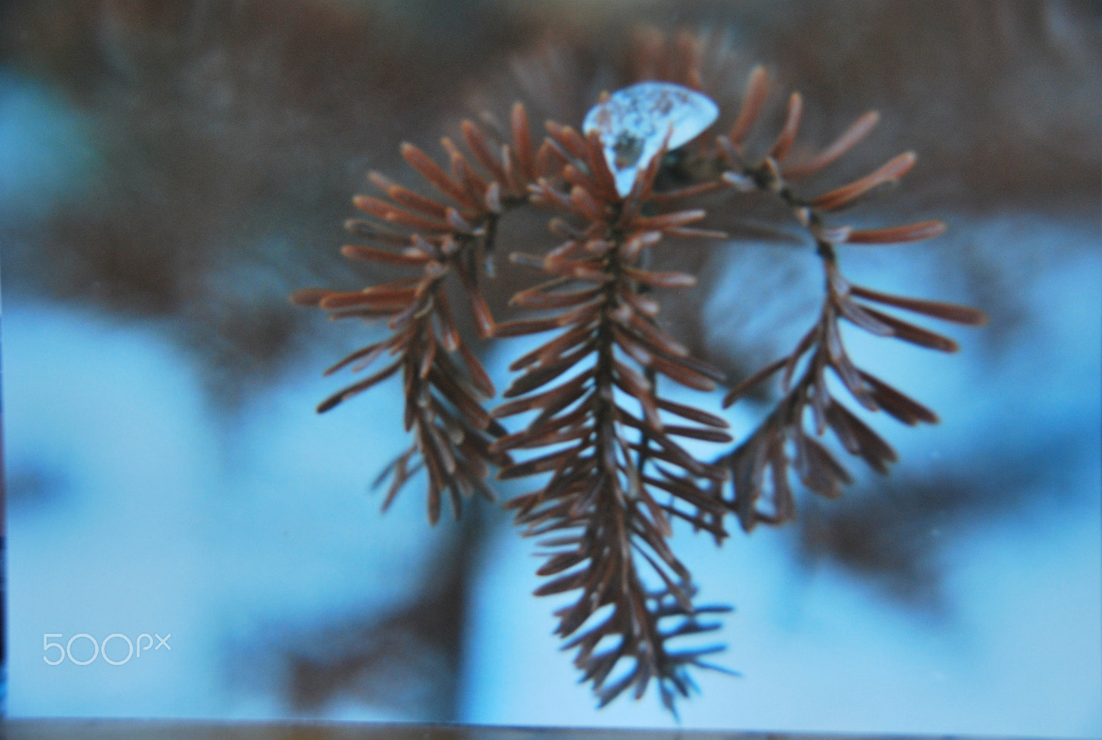 Sigma 18-250mm F3.5-6.3 DC Macro OS HSM sample photo. Crown fit for a king photography