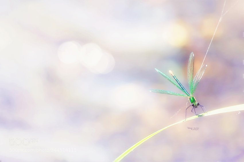 Nikon D3200 sample photo. "dragonfly..." photography