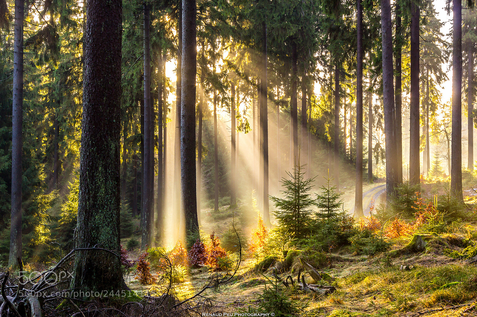 Canon EOS 60D sample photo. Taunus magic light v photography