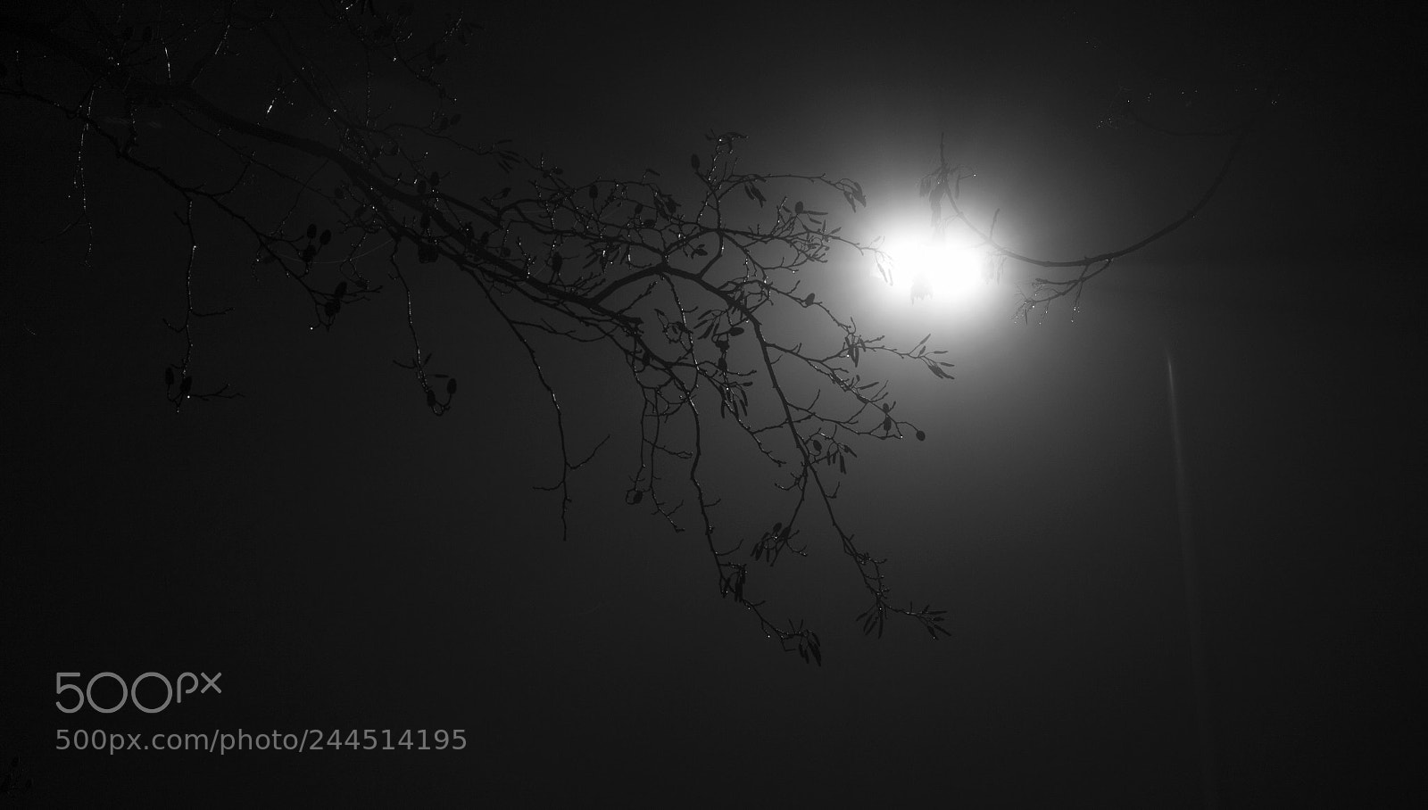 Nikon D3200 sample photo. Halo photography
