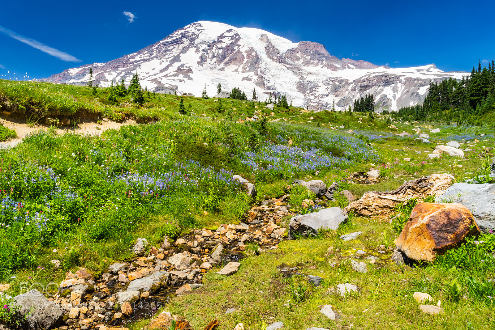 Sony a7R sample photo. Mount rainier meadow photography