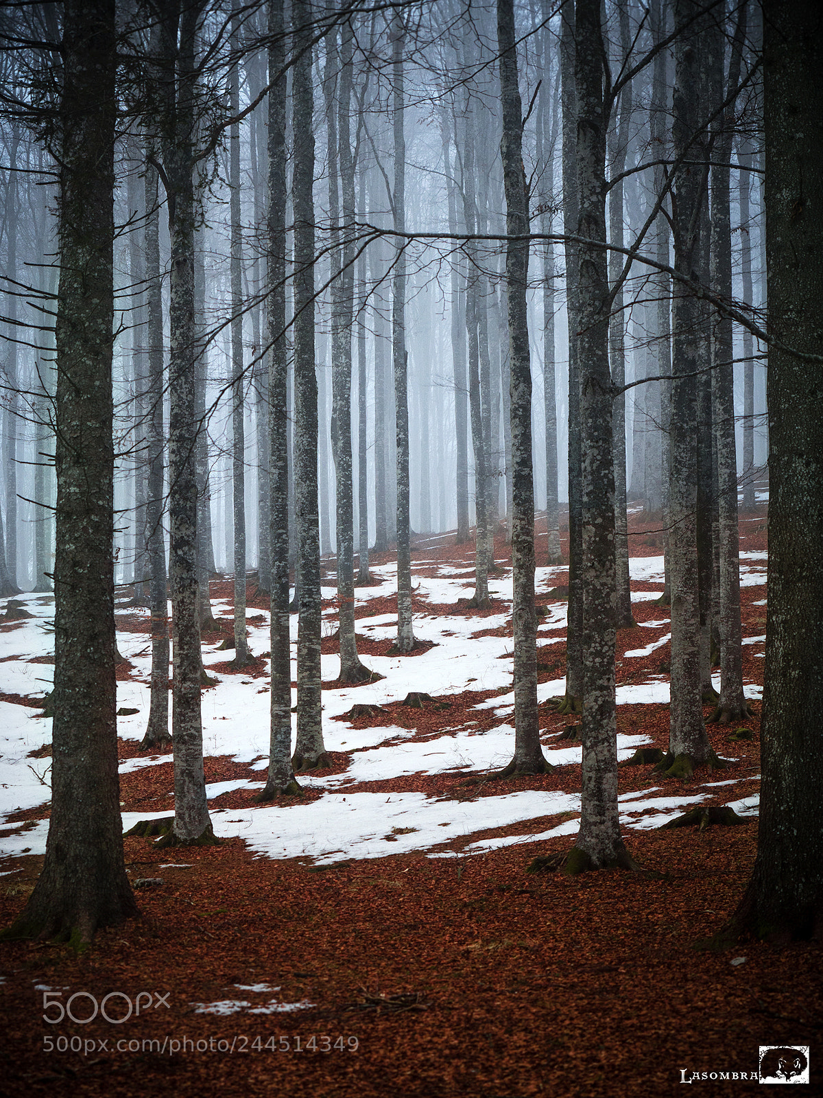 Olympus OM-D E-M10 sample photo. Cansiglio forest photography