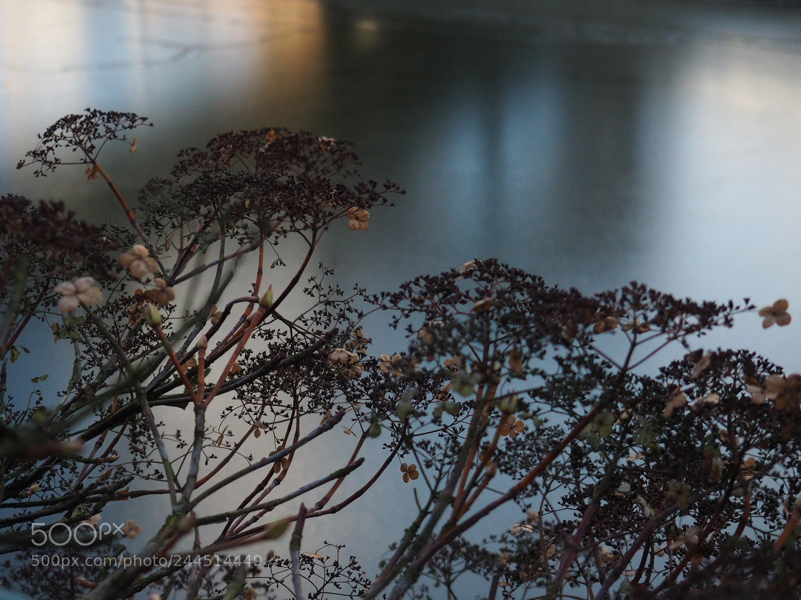 Olympus OM-D E-M10 II sample photo. Reflexon photography