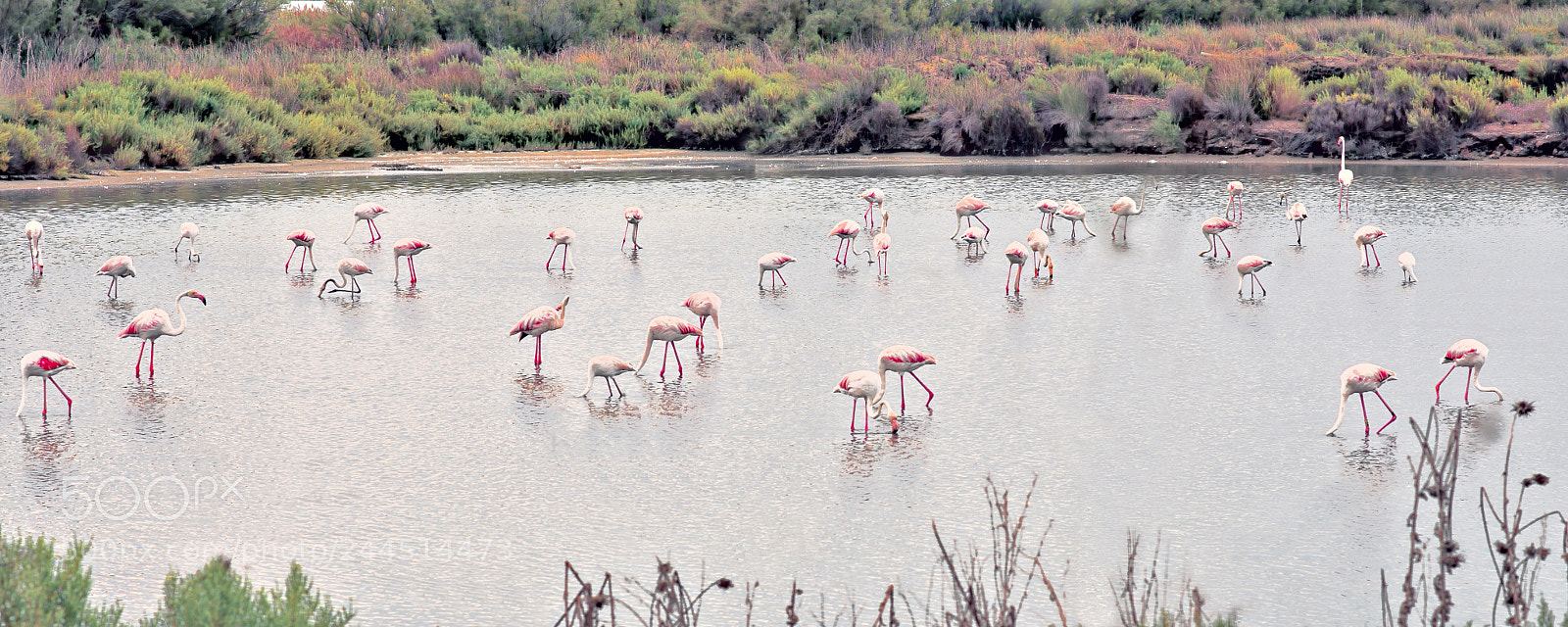 Nikon D800E sample photo. Pink flamingo photography