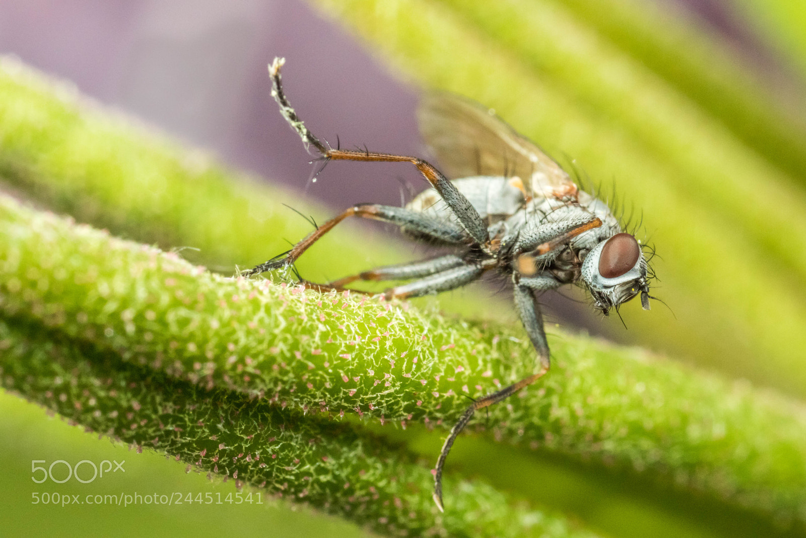 Canon EOS 7D Mark II sample photo. 16314-18286-12697.jpg photography