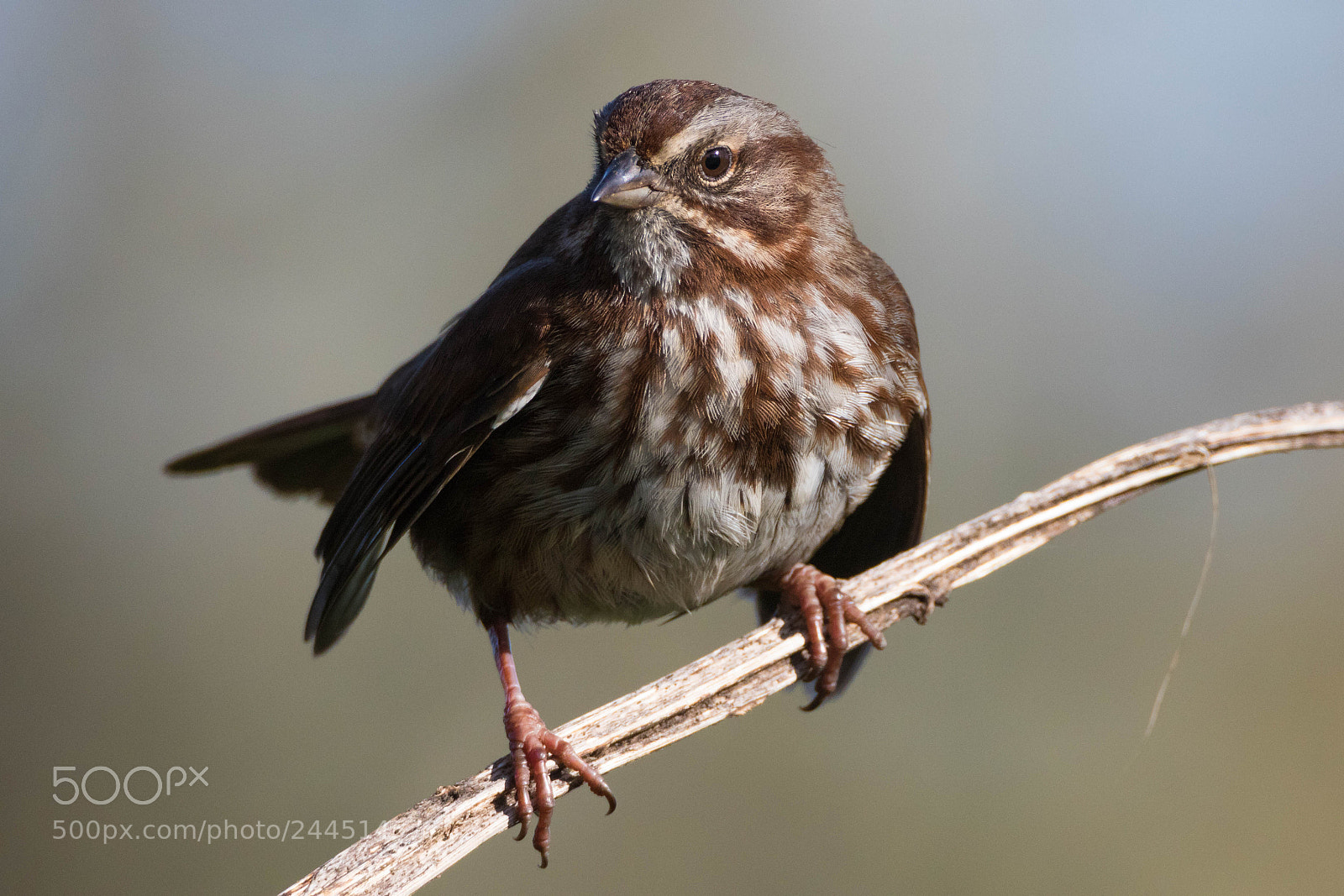 Canon EOS 7D Mark II sample photo. 2829-24882-27570.jpg photography