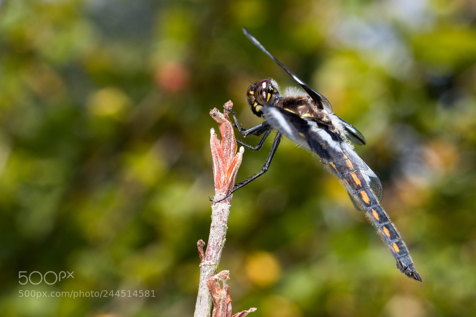Canon EOS 7D Mark II sample photo. 5196-23226-4269.jpg photography