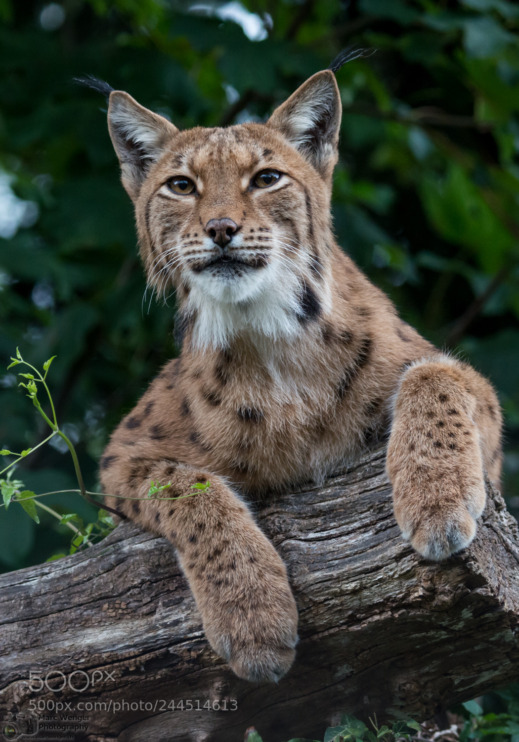 Nikon D800 sample photo. Carpathian lynx photography