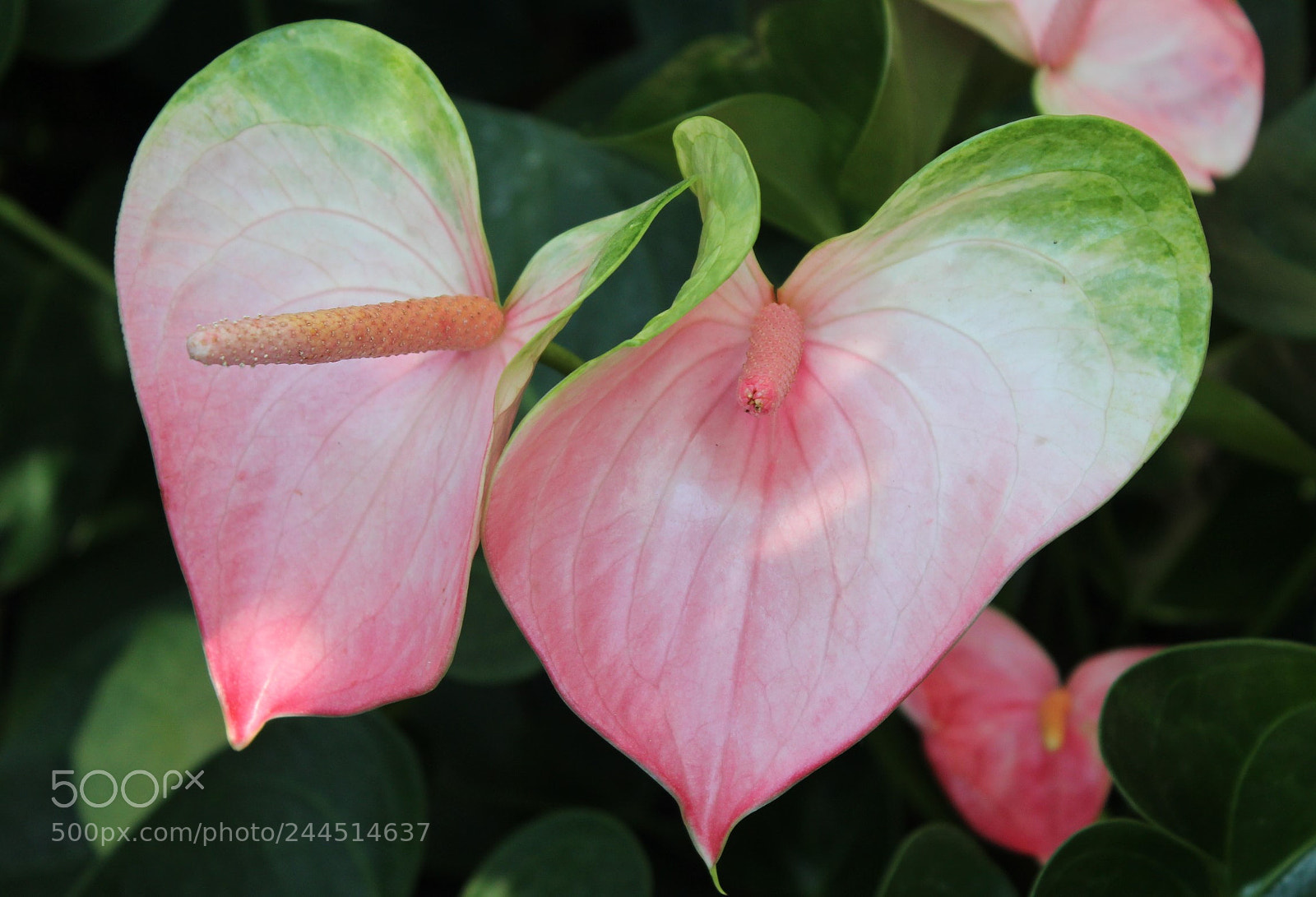 Canon EOS 600D (Rebel EOS T3i / EOS Kiss X5) sample photo. Pink anthurium photography