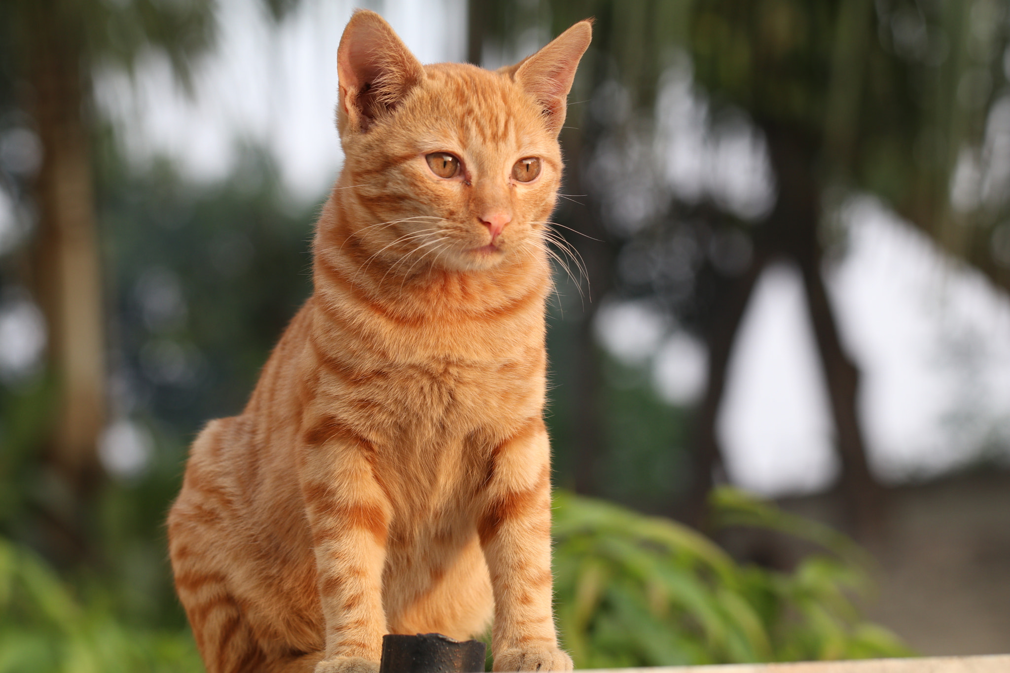 Canon EF 100mm F2.8L Macro IS USM sample photo. Hi friends! xxxx photography