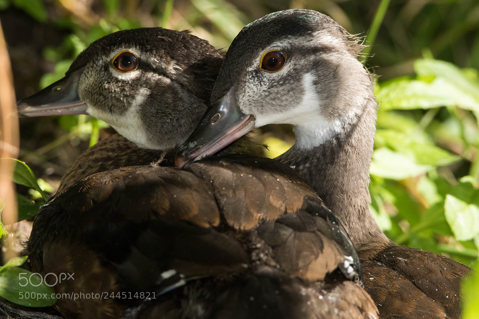 Canon EOS 7D Mark II sample photo. Kk0a1381-2.jpg photography