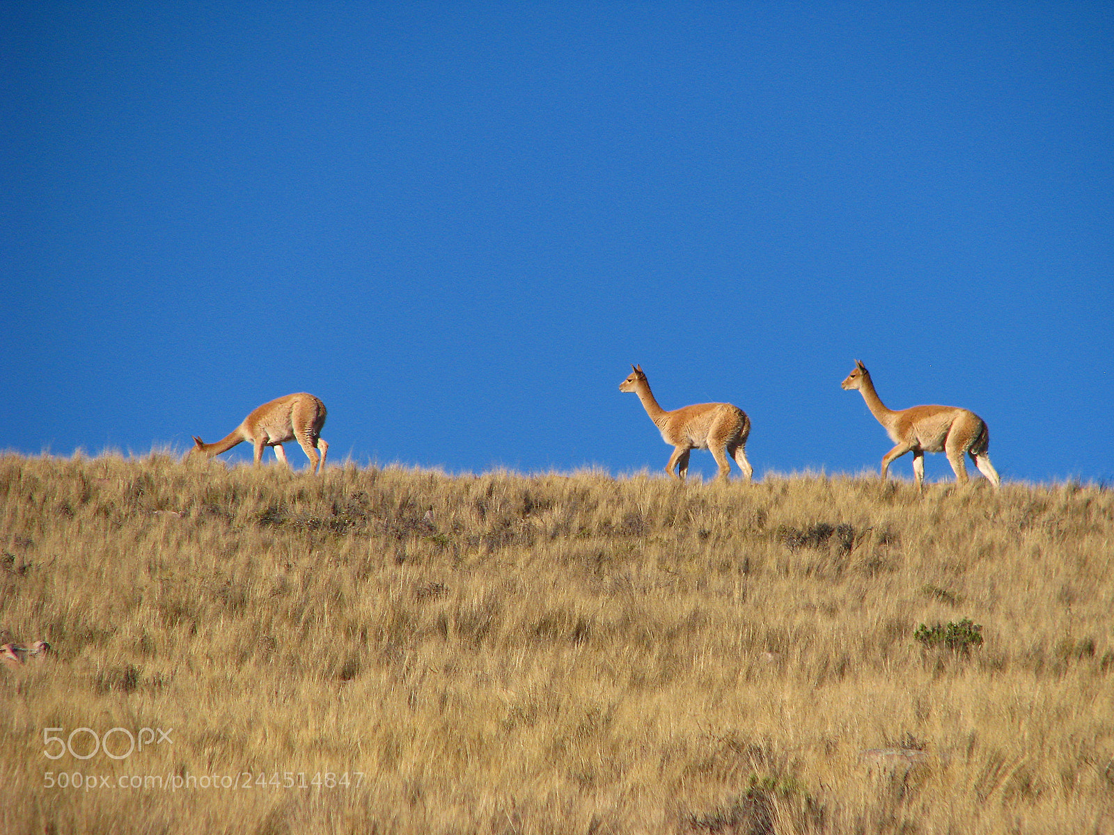 Canon POWERSHOT S5 IS sample photo. Iruya & llamas photography