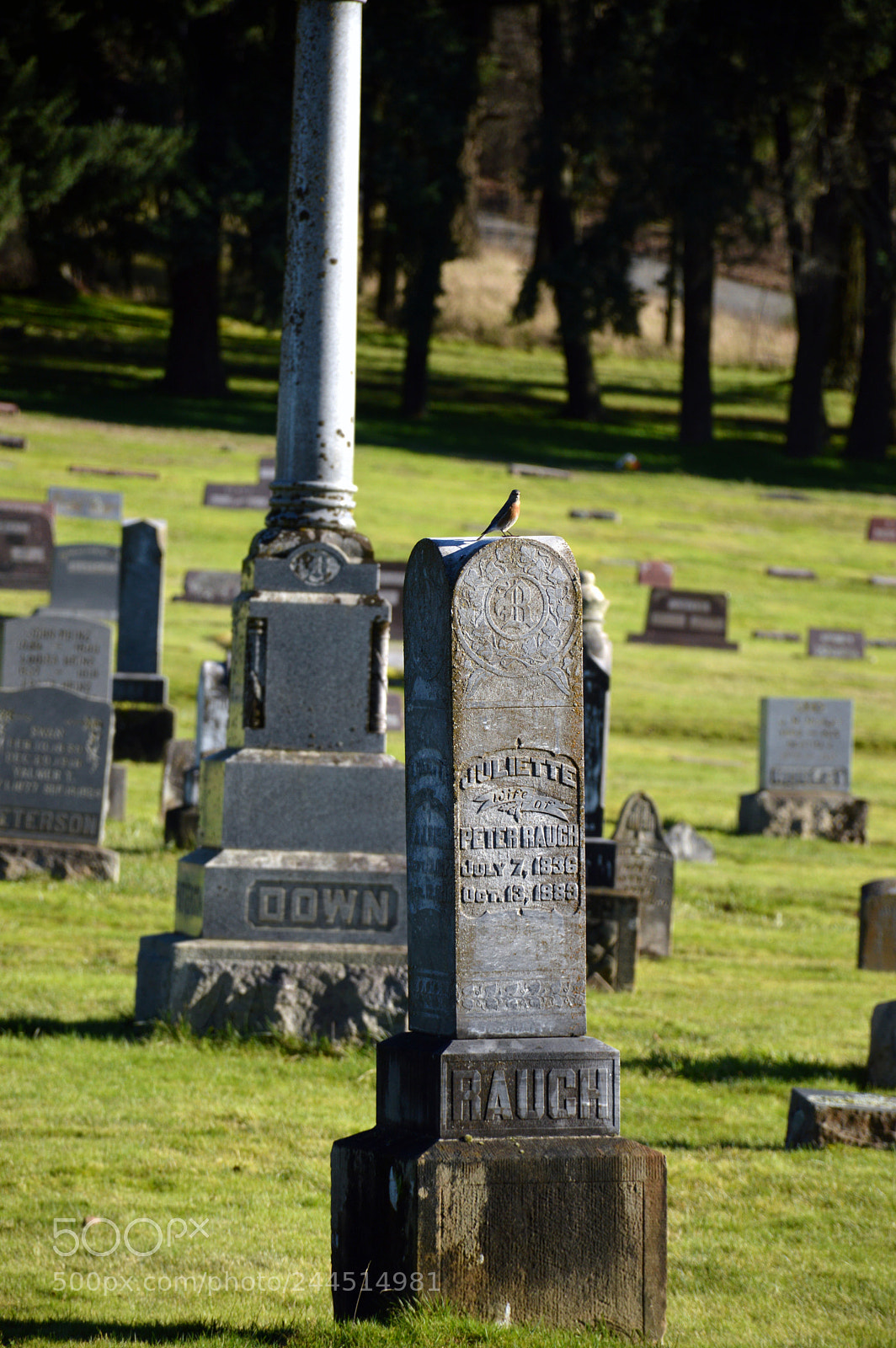 Nikon D3200 sample photo. Spotted photography
