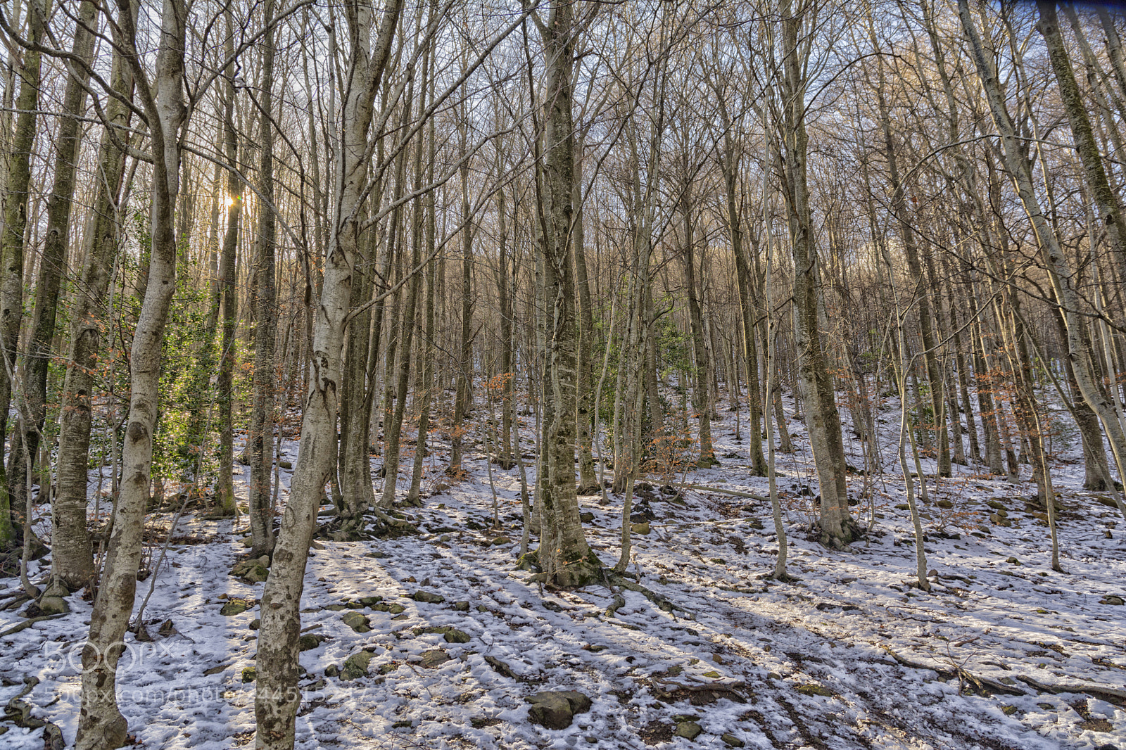 Nikon D7100 sample photo. Winter photography
