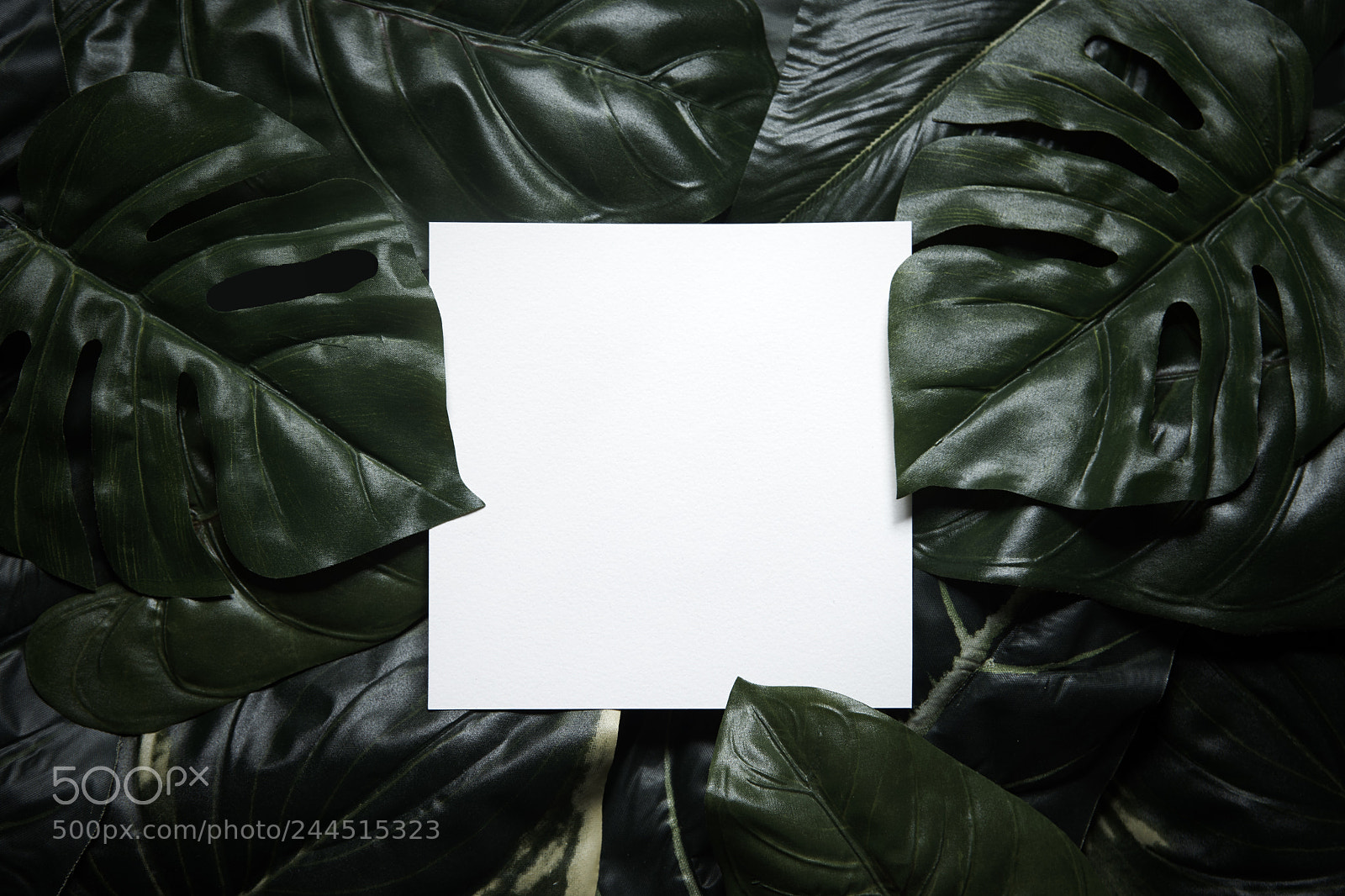 Sony a7R sample photo. Tropical green leaves composition photography
