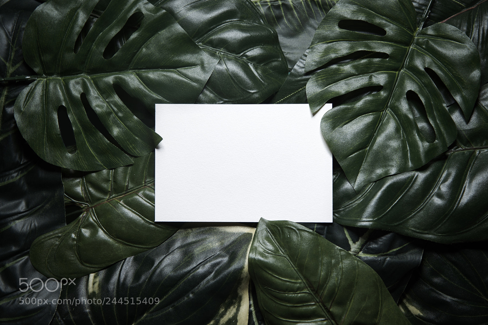 Sony a7R sample photo. Tropical green leaves composition photography