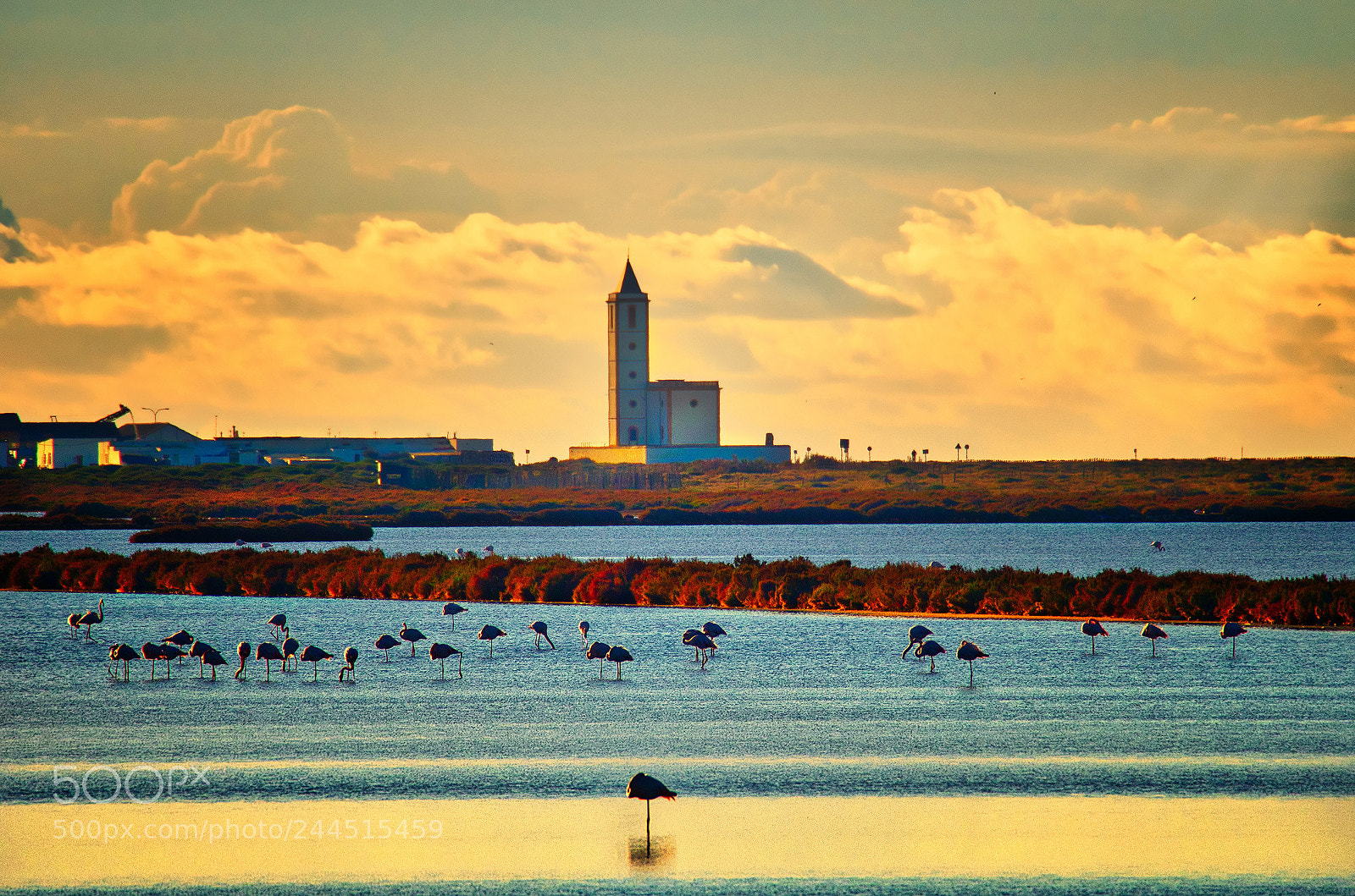 Olympus OM-D E-M5 II sample photo. Flamencos photography