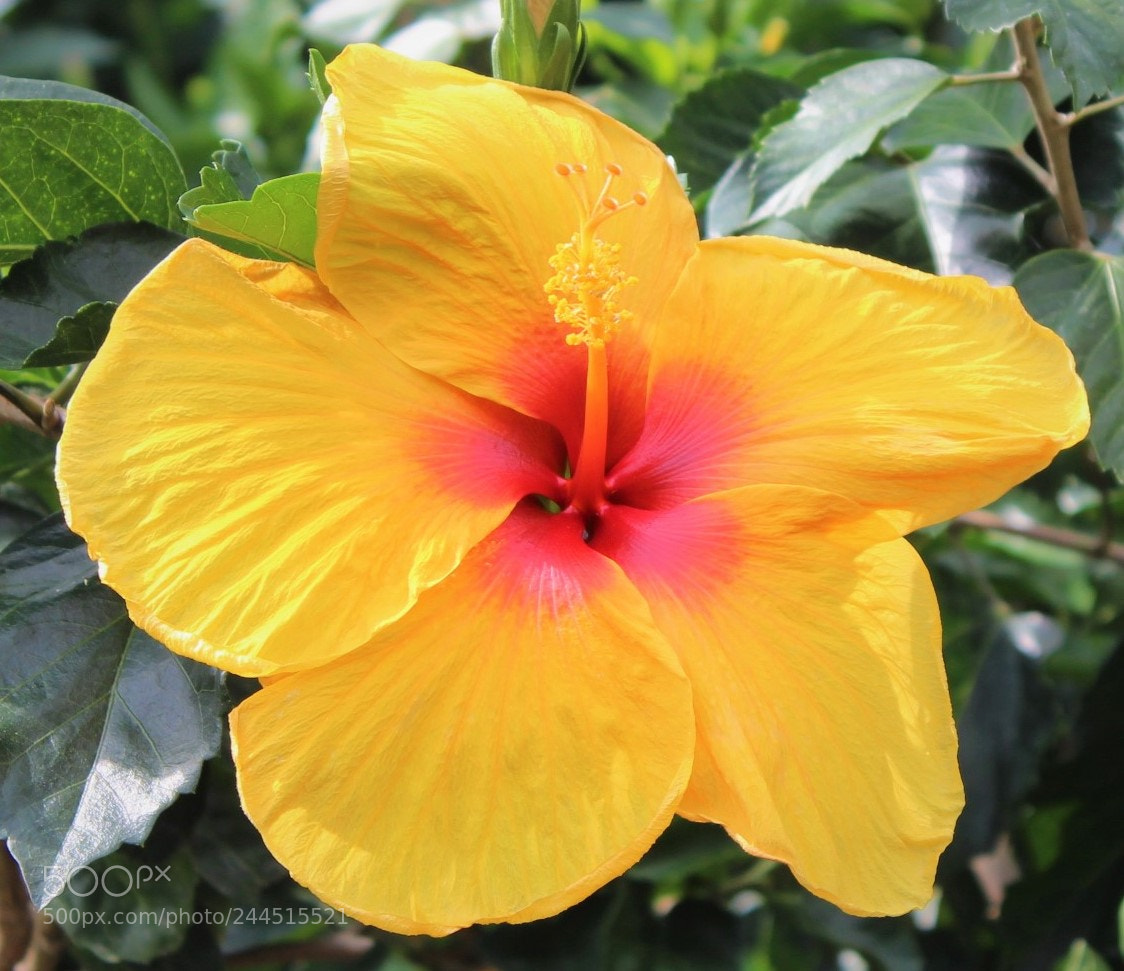 Canon EOS 600D (Rebel EOS T3i / EOS Kiss X5) sample photo. Yellow hibiscus photography