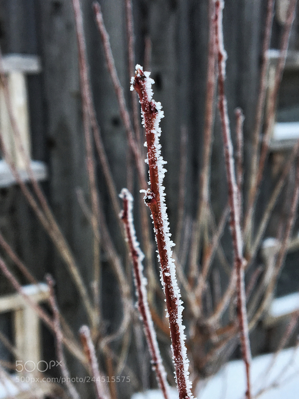 Apple iPhone 6s sample photo. Untitled photography