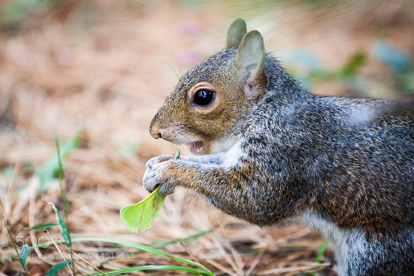 Canon EOS 30D sample photo. Squirrel photography